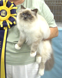 Exhibtor's Choice Best Birman in Championship, Sacred Cat of Burma Fanciers annual show, 2004-05