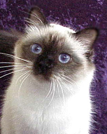 CH Cynbir Bianca of Khetmeo