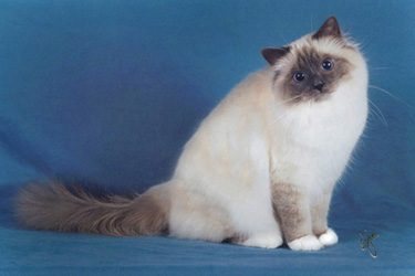 Exhibitor's Choice Best Birman in Championship at our breed clubs annual show!