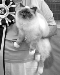 GC, RW Shanjo Alex of Catabella, Highest Scoring Birman in Championship at our breed club's annual show!