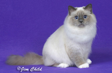 Exhibitor's Choice Best Birman in Championship, Sacred Cat of Burma Fanciers annual show, 2005-06