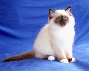 GC Khetmeo Desiree, Highest Scoring Birman Kitten at our breed club's annual show!