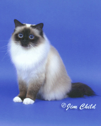 Highest Scoring  Kitten in Show, Sacred Cat of Burma Fanciers annual show, 2000-01