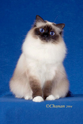 Exhibitor's Choice Best Birman In Premiership, Sacred Cat of Burma Fanciers annual show, 2004-05